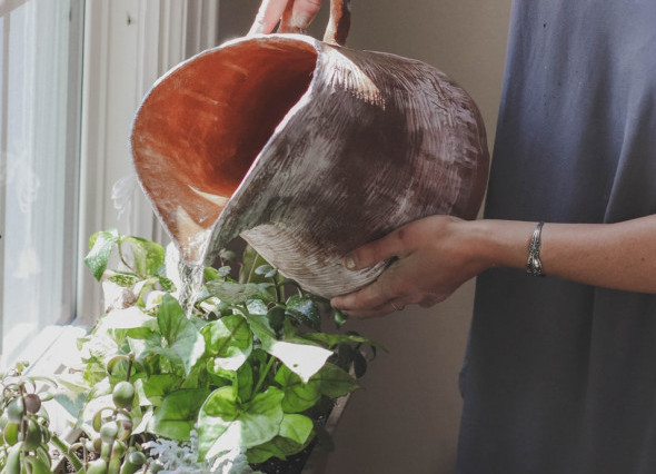10 Easy Air-Purifying Houseplants to Improve Your Home