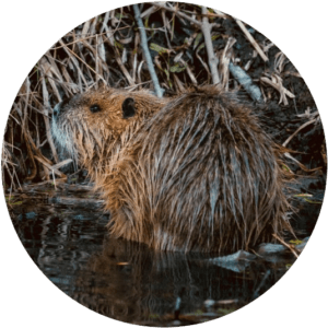 2023 full moon calendar: beaver to represent the Beaver Moon