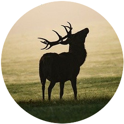 2023 full moon calendar: stag to represent the Buck Moon