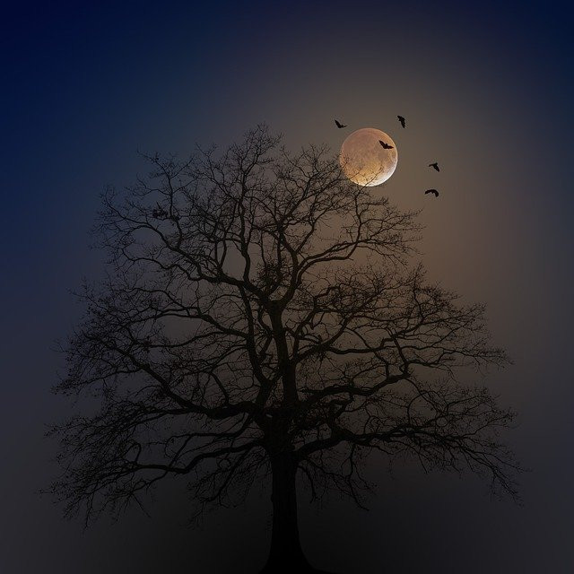 Full moon with silhouettes of bats and bare tree