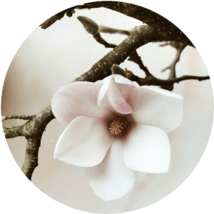 2023 full moon calendar: dogwood blossom to represent the Flower Moon