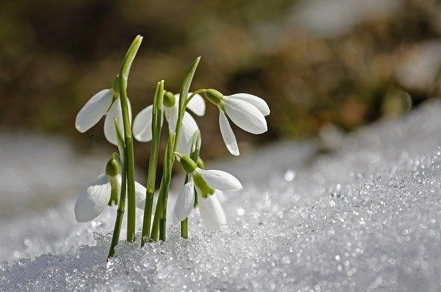 What is Imbolc? Ways to Welcome Spring and Celebrate the Sabbat
