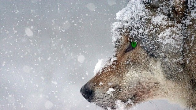 Wolf in the snow in winter