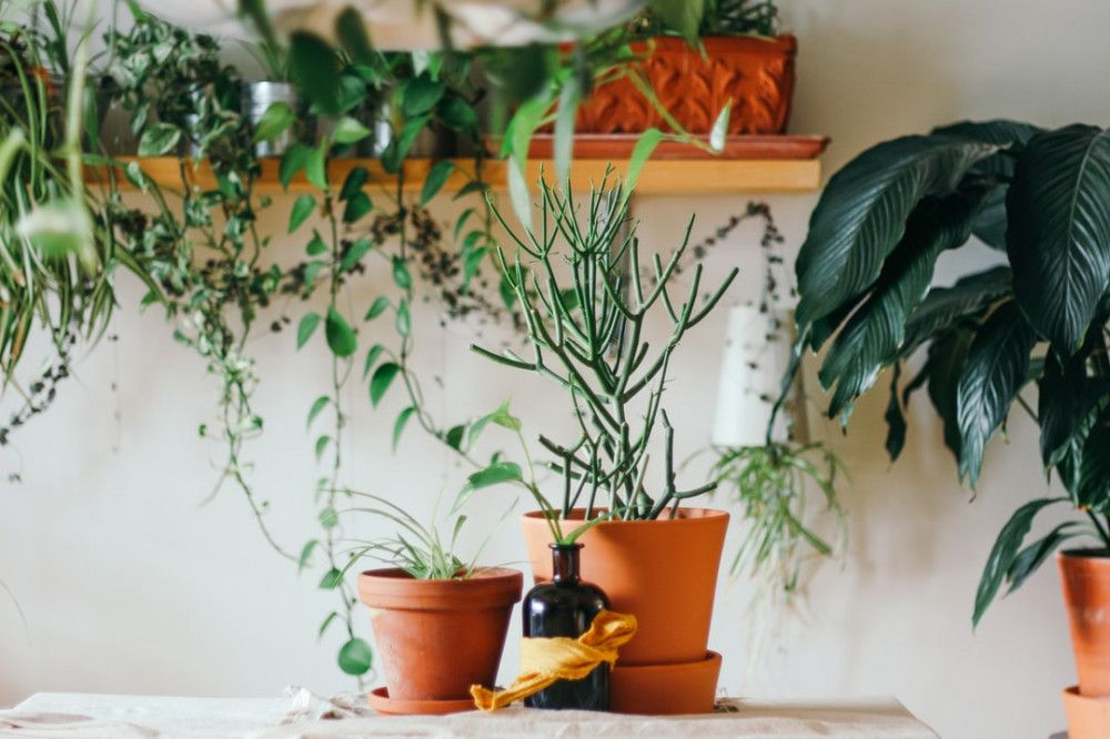 Top 10 Best Plant Subscription Boxes for Gardeners & Houseplant Lovers